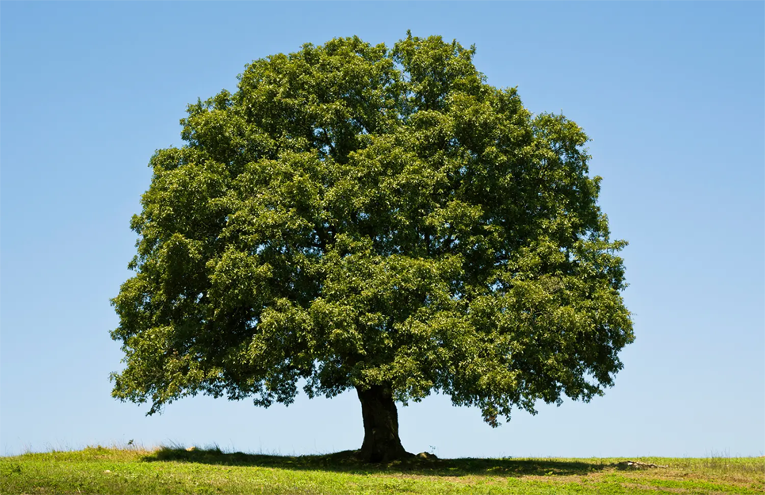 large tree in open field