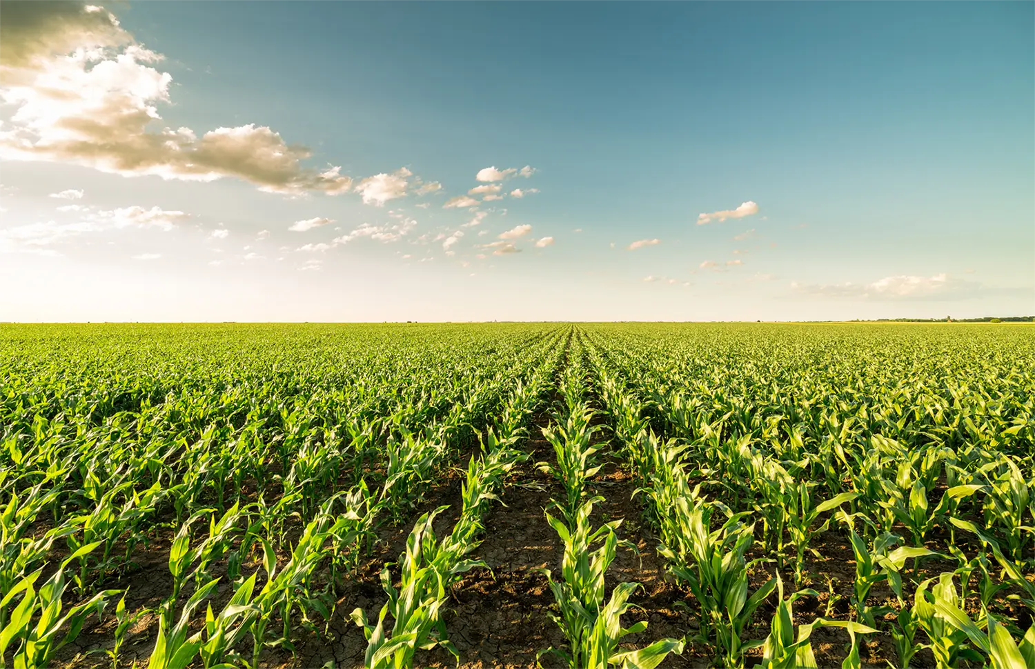vast field of growing corn